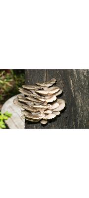 느타리(느타리버섯) (Pleurotus ostreatus (Jacq.) P. Kumm.)