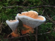 황갈색깔때기버섯(황금갈색깔때기버섯) (Hydnellum aurantiacum (Batsch.) P. Karst.)