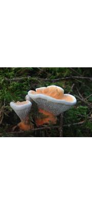 황갈색깔때기버섯(황금갈색깔때기버섯) (Hydnellum aurantiacum (Batsch.) P. Karst.)