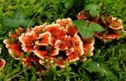 오렌지깔때기버섯 (Hydnellum  auratile (Britz.) Mass Geest.)