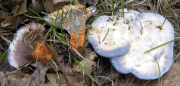 살갗갈색깔때기버섯 (Hydnellum caeruleum (Hornem.) P. Karst.)