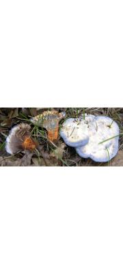 살갗갈색깔때기버섯 (Hydnellum caeruleum (Hornem.) P. Karst.)