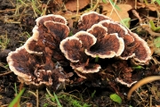 고리갈색깔때기버섯 (Hydnellum concrescens (Pers.) Banker > Hydnellum zonatum (Batsch) P. Karst.)