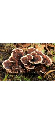 고리갈색깔때기버섯 (Hydnellum concrescens (Pers.) Banker > Hydnellum zonatum (Batsch) P. Karst.)