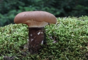 좀은행잎버섯(좀우단버섯, 대나무우단버섯) (Tapinella atrotomentosa (Batsch) Sutara  > Paxillus atrotomentosus (Batsch) Fr. > Paxilus atrotomentosus var. bambusinus Baker & Dale)