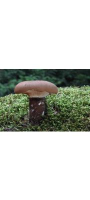 좀은행잎버섯(좀우단버섯, 대나무우단버섯) (Tapinella atrotomentosa (Batsch) Sutara  > Paxillus atrotomentosus (Batsch) Fr. > Paxilus atrotomentosus var. bambusinus Baker &amp; Dale)