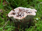 향기갈색깔때기버섯 (Hydnellum ferrugineum (Fr.) P. Karst.)
