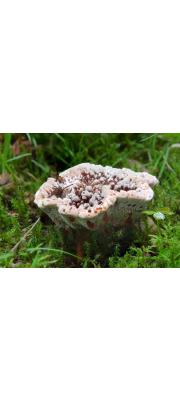 향기갈색깔때기버섯 (Hydnellum ferrugineum (Fr.) P. Karst.)