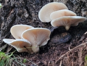 턱받이느타리(임시) (Pleurotus dryinus)