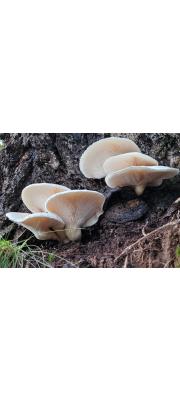 턱받이느타리(임시) (Pleurotus dryinus)