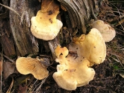 은행잎버섯(은행잎우단버섯) (Tapinella panuoides (Fr.) E. Gilb.  > Paxillus panuoides (Fr.) Fr.)