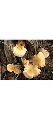 은행잎버섯(은행잎우단버섯) (Tapinella panuoides (Fr.) E. Gilb.  > Paxillus panuoides (Fr.) Fr.)