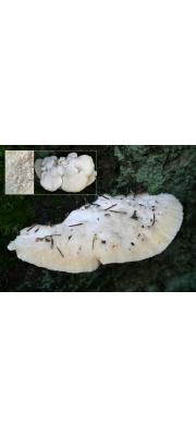 시루버섯(물렁개떡버섯) (Climacocystis borealis (Fr.) Kotl. &amp; Pouz.  > Tyromyces borealis)