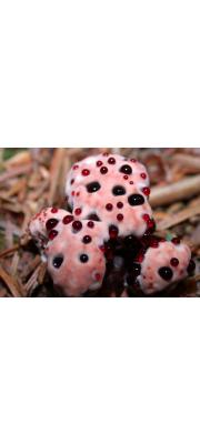 피즙갈색깔때기버섯 (Hydnellum peckii Banker)