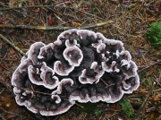암갈색살팽이버섯 (Phellodon melaleucus (Swartz.) P. Karst.)