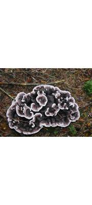 암갈색살팽이버섯 (Phellodon melaleucus (Swartz.) P. Karst.)