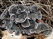 살팽이버섯(검은살팽이버섯) (Phellodon niger (Fr.) P. Karst.)