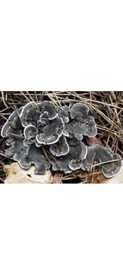 살팽이버섯(검은살팽이버섯) (Phellodon niger (Fr.) P. Karst.)