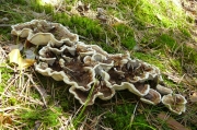 솜살팽이버섯 (Phellodon tomentosus (L.) Banker)
