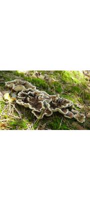 솜살팽이버섯 (Phellodon tomentosus (L.) Banker)