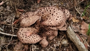 능이버섯(=능이)(향버섯, 노루털버섯) (Sarcodon imbricatus (L.) P. Karst. > Sarcodon asparatus (Berk.) Sarcodon Ito (향버섯, 노루털버섯))