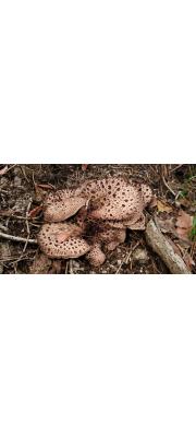능이버섯(=능이)(향버섯, 노루털버섯) (Sarcodon imbricatus (L.) P. Karst. > Sarcodon asparatus (Berk.) Sarcodon Ito (향버섯, 노루털버섯))