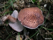 개능이(무늬노루털버섯) (Sarcodon scabrosus (Fr.) P. Karst.)