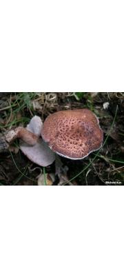 개능이(무늬노루털버섯) (Sarcodon scabrosus (Fr.) P. Karst.)
