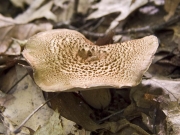 개능이아재비(노루털버섯아재비) (Sarcodon underwoodii Banker > Sarcodon murrillii Banker)