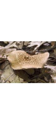 개능이아재비(노루털버섯아재비) (Sarcodon underwoodii Banker > Sarcodon murrillii Banker)