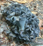 까치버섯 (Polyozellus multiplex (Underw.) Murr)