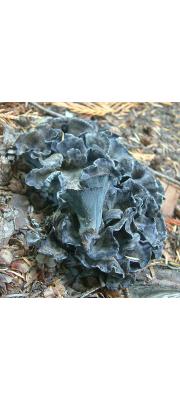 까치버섯 (Polyozellus multiplex (Underw.) Murr)