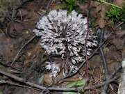 가시사마귀버섯 (Thelephora anthocephala (Bull.) Fr.)
