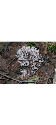 가시사마귀버섯 (Thelephora anthocephala (Bull.) Fr.)