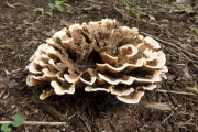 주먹사마귀버섯 (Thelephora aurantiotincta Corner)