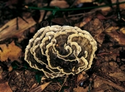 넓은가지사마귀버섯 (Thelephora fuscella (Ces.) Lloyd > Thelephora multipartita var. fuscella Ces.)