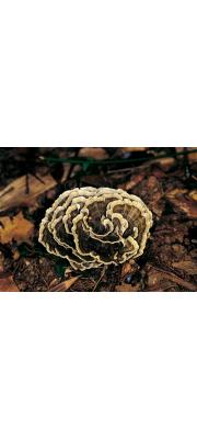 넓은가지사마귀버섯 (Thelephora fuscella (Ces.) Lloyd > Thelephora multipartita var. fuscella Ces.)