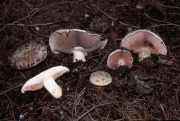 틈주름버섯 (Agaricus pampeanus Speg.)