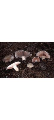 틈주름버섯 (Agaricus pampeanus Speg.)