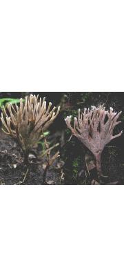 많은가지사마귀버섯 (Thelephora multipartita Schw.)