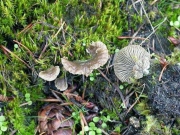 바늘색시버섯 (Arrhenia acerosa (Fr.) Kühn.)