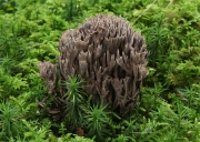 단풍사마귀버섯 (Thelephora palmata (Scop.) Fr.)