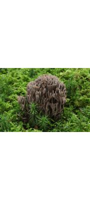 단풍사마귀버섯 (Thelephora palmata (Scop.) Fr.)