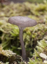 요리색시버섯 (Arrhenia epichysium (Pers.) Redh., Lutz., Monc. & Vilg.  > Omphalina epichysium (Pers.) Kumm.(요리솔밭버섯, 제주솔밭버섯))
