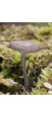요리색시버섯 (Arrhenia epichysium (Pers.) Redh., Lutz., Monc. &amp; Vilg.  > Omphalina epichysium (Pers.) Kumm.(요리솔밭버섯, 제주솔밭버섯))