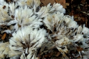 붓털사마귀버섯(가시사마귀버섯) (Thelephora penicillata (Pers.) Fr. > Thelephora spiculosa Fr.)