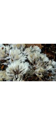 붓털사마귀버섯(가시사마귀버섯) (Thelephora penicillata (Pers.) Fr. > Thelephora spiculosa Fr.)