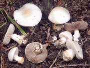 애기흰주름버섯 (Agaricus niveolutescens Huijsm.)