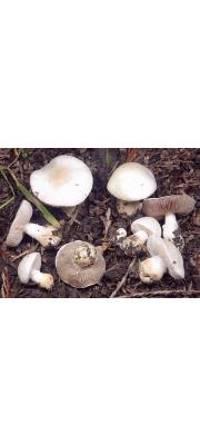 애기흰주름버섯 (Agaricus niveolutescens Huijsm.)