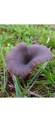 회색색시버섯(회색솔밭버섯) (Arrhenia griseopallida (Desm.) Watling  > Omphalina griseopallida (Desm.) Quél.)